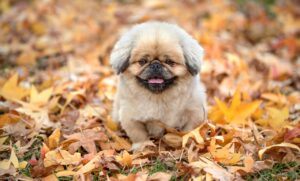 ヒゲ脱毛が効かない理由とは何ですか？