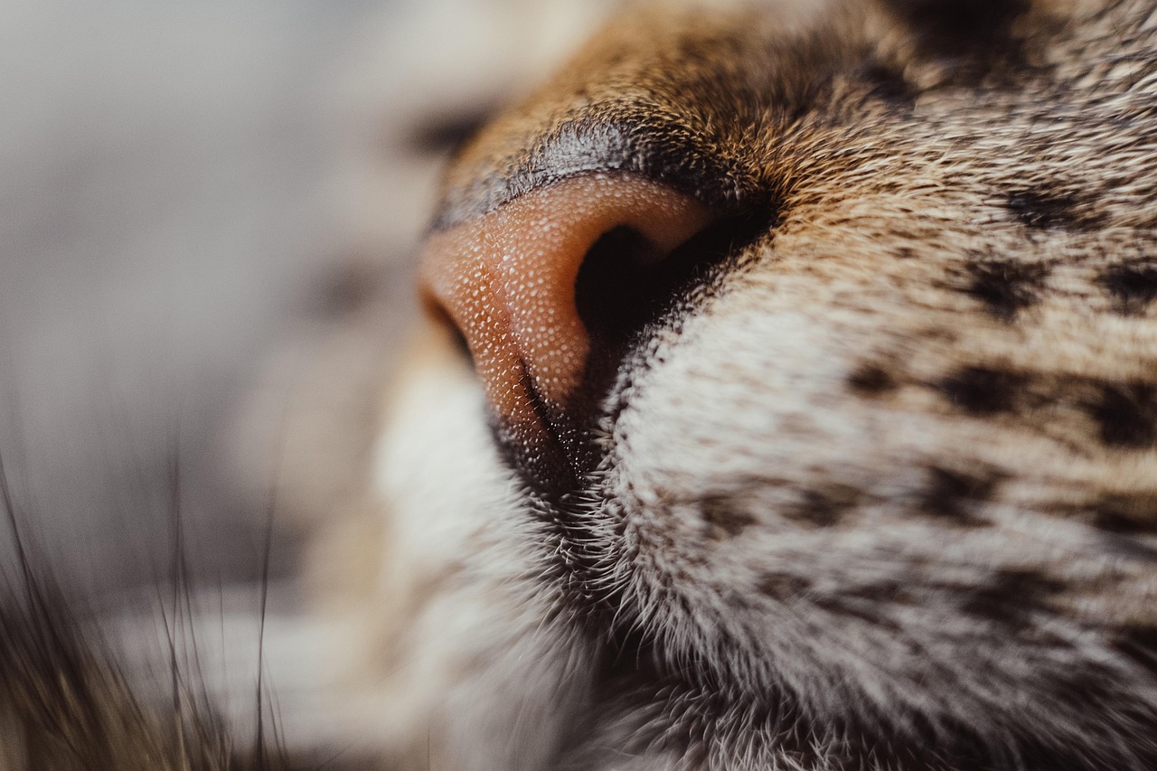 ヒゲ脱毛の鼻下は痛みが強いのか？