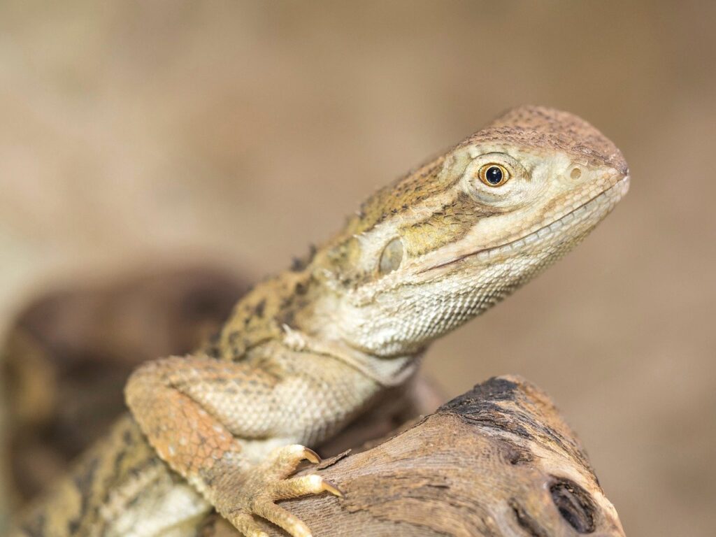 髭脱毛は何歳から始めるべき？年齢別のおすすめは？