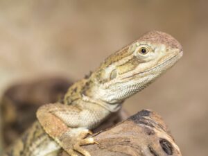 髭脱毛は痛すぎ？施術後のリアルな体験談と対策を紹介！