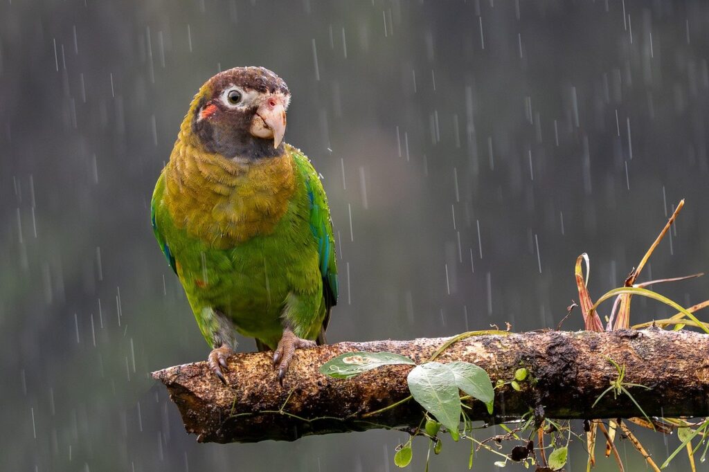 頬の毛を効果的に処理する方法は？