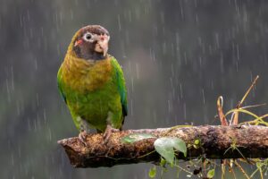 頬の毛を効果的に処理する方法は？