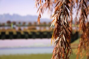 ヒゲ脱毛後の赤みはいつ消えるのか知りたいですか？