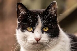 メンズリゼのヒゲ脱毛の効果はどれくらい期待できる？