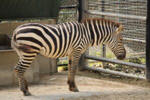 福岡でヒゲの医療脱毛を受ける際の総額目安と学割キャンペーンは？