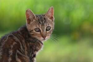 髭脱毛をやめたほうがいい理由とは？