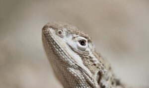 髭脱毛が痛すぎる理由とその対策は？